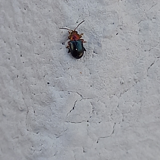 Crepidodera aurata - ékes fűz-földibolha