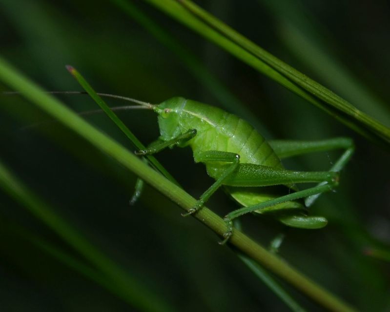 Isophya costata - magyar tarsza