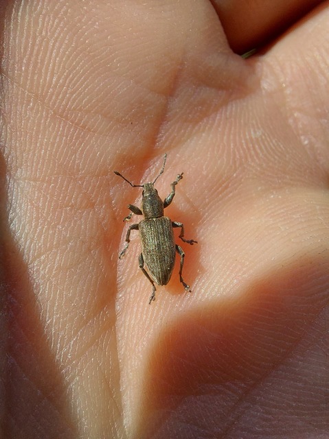 Tanymecus palliatus - közönséges hegyesfarúbarkó