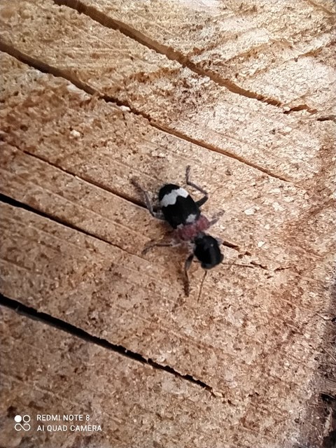 Clerus mutillarius - feketenyakú szúfarkas