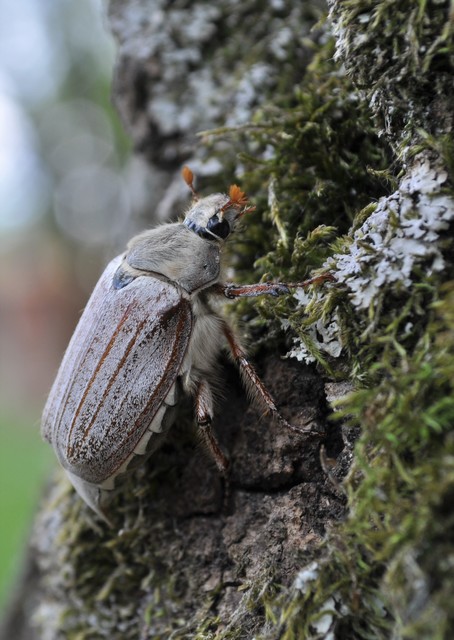 Melolontha pectoralis - hamvas cserebogár
