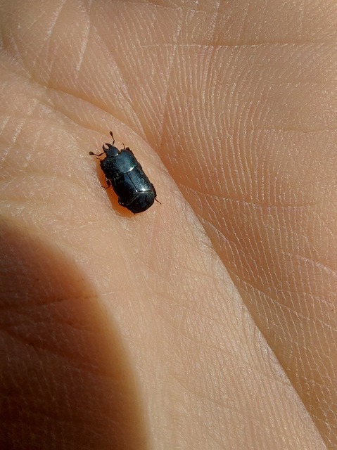 Hololepta plana - lemez-sutabogár