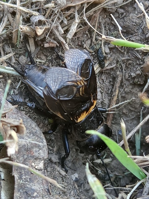Gryllus campestris - mezei tücsök