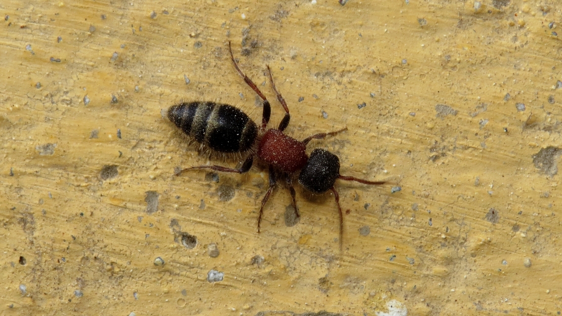 Mutillidae - hangyadarazsak