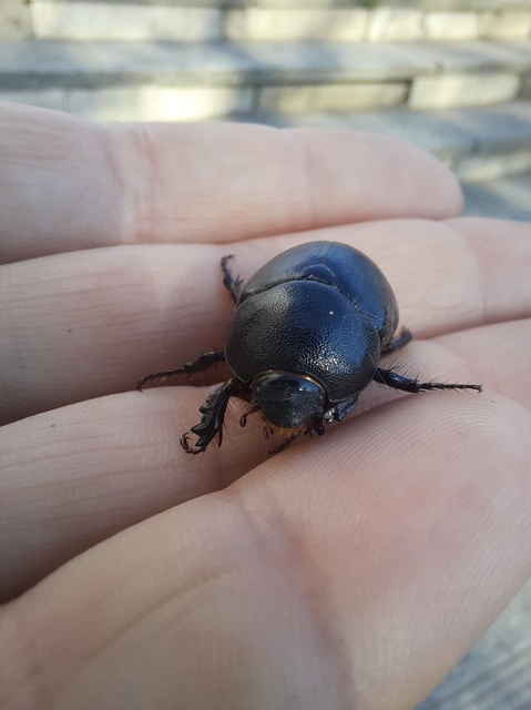 Pentodon idiota - butabogár