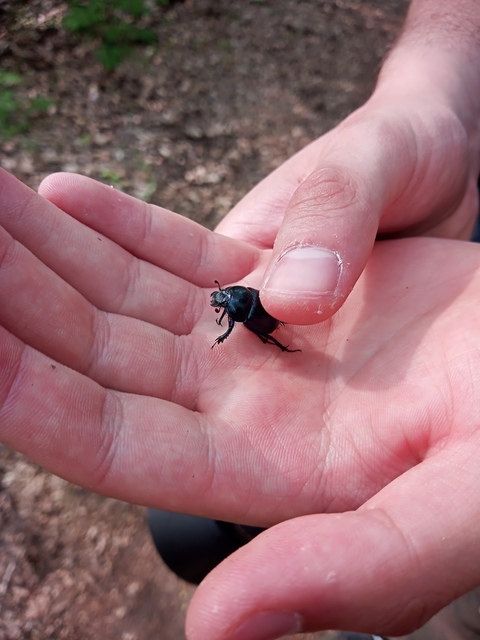 Anoplotrupes stercorosus - erdei álganéjtúró