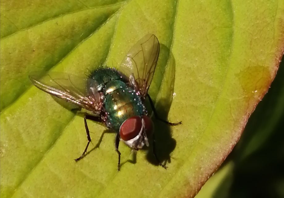 Lucilia
