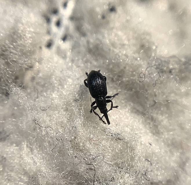 Diplapion confluens - vésetthomlokú cickányormányos
