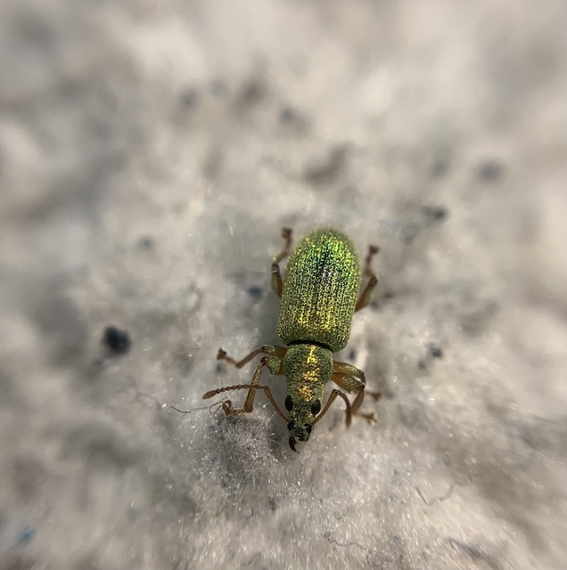 Phyllobius argentatus - ezüstös levélormányos