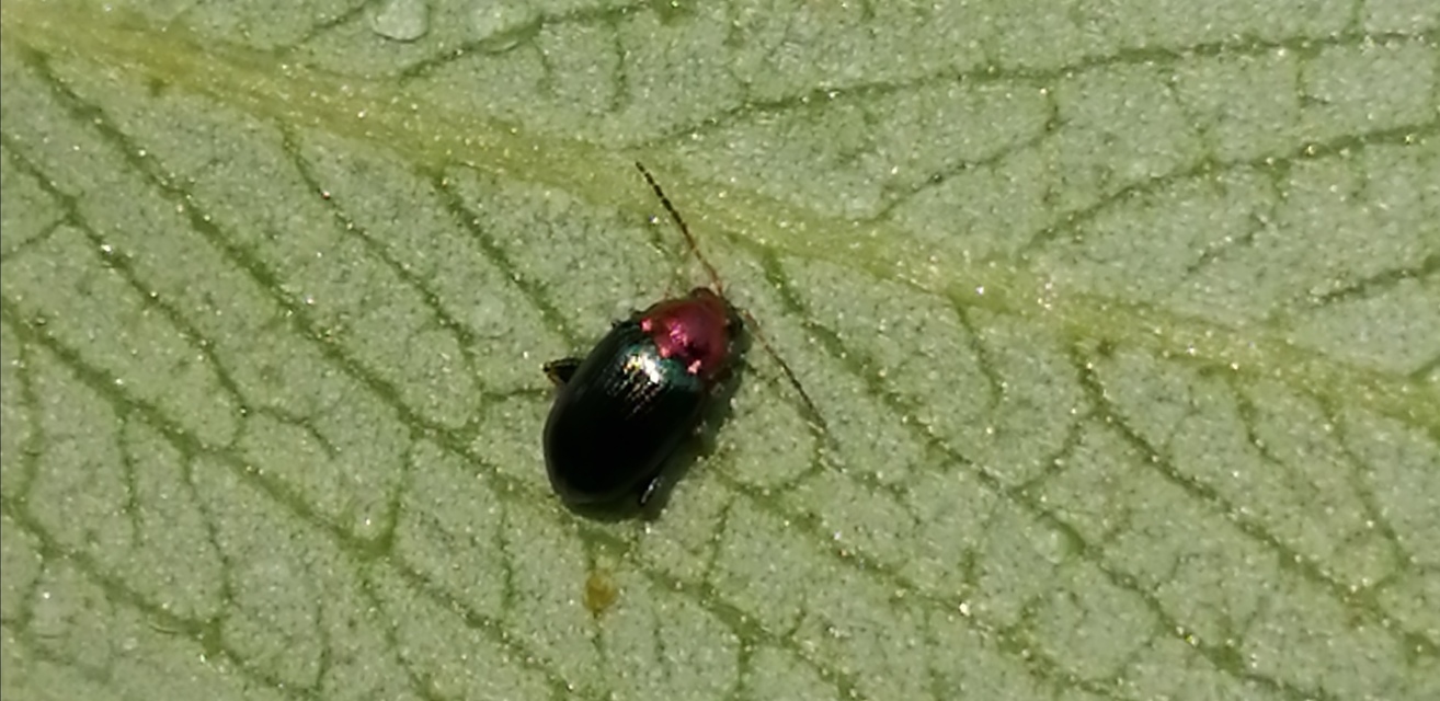 Crepidodera aurata - ékes fűz-földibolha