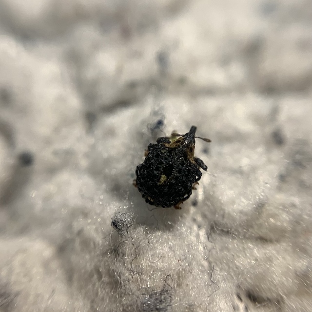 Cionus tuberculosus - sávosnyakú gömbormányos