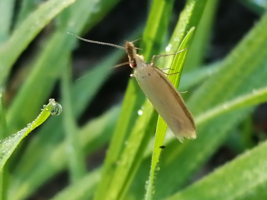 Pleurota