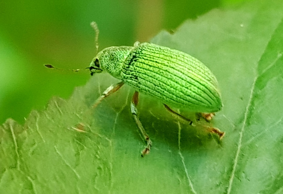 Polydrusus formosus - selymes lombormányos