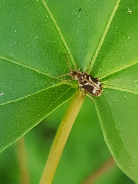 Ptinomorphus imperialis - díszes álszú