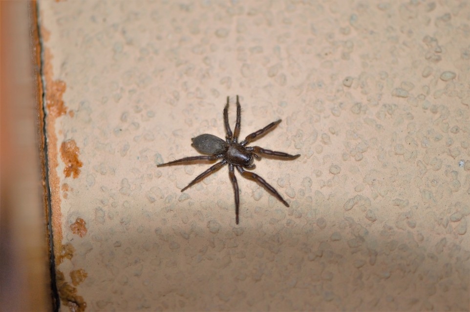Gnaphosa