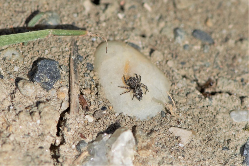 Attulus