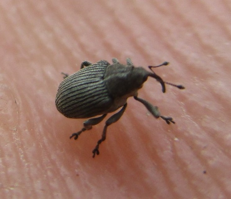 Ceutorhynchus obstrictus - repcebecő-ceutormányos