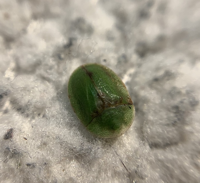 Cassida rubiginosa - lapos pajzsbogár Cassida rubiginosa - lapos pajzsbogár
