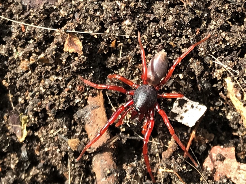 Dysderidae - fojtópókok