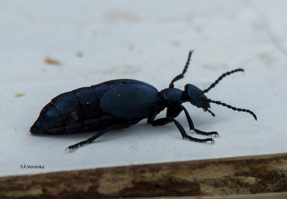 Meloe violaceus - kék nünüke