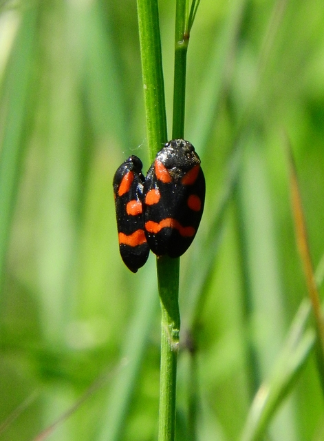 Cercopis arcuata/sanguinolenta