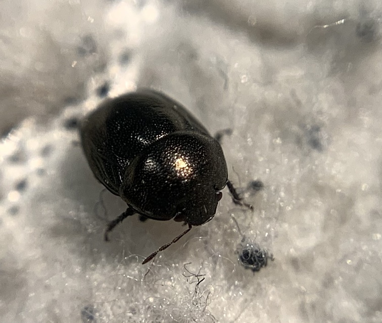 Thyreocoris scarabaeoides - fémes földipoloska