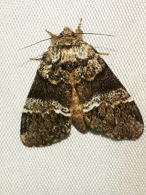Drymonia dodonea - bélyeges púposszövő