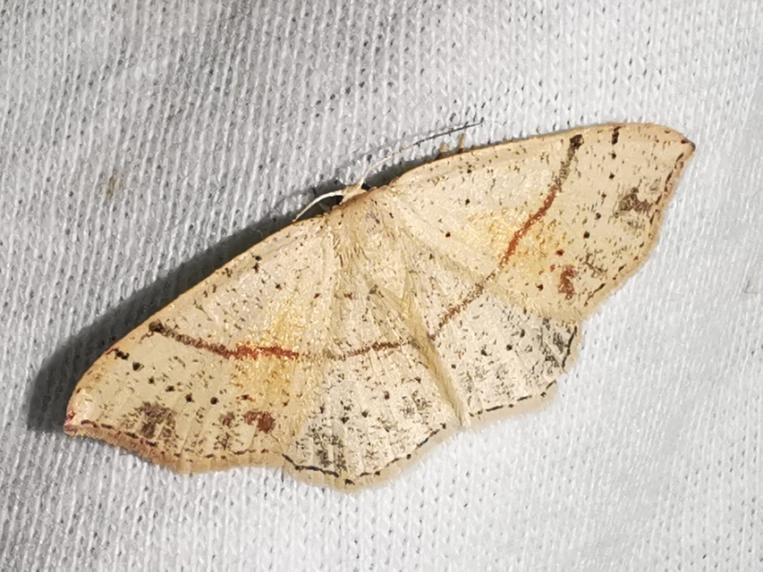 Cyclophora punctaria - sávos pettyesaraszoló