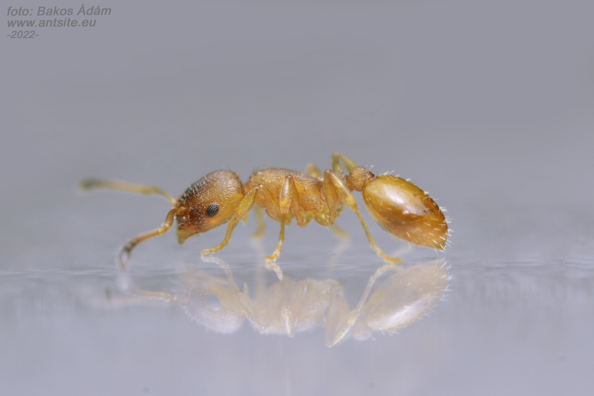 Temnothorax tuberum - barnatorú kéreghangya