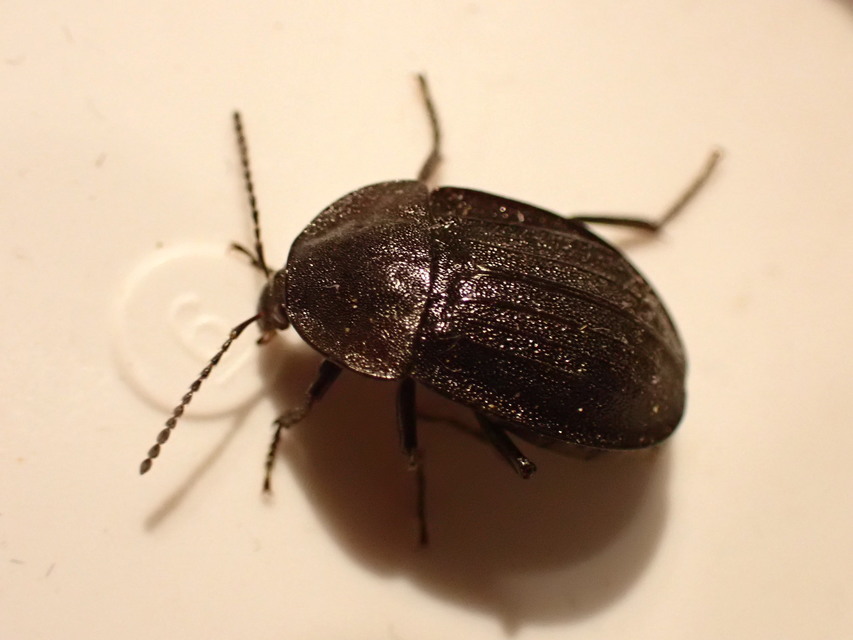 Phosphuga atrata - bordás csigarabló