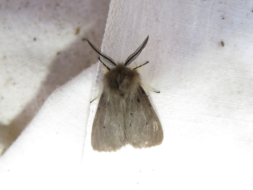 Diaphora mendica - felemás medvelepke