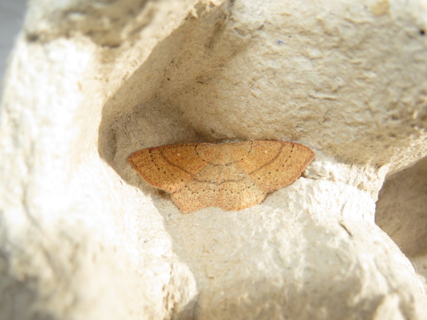 Cyclophora ruficiliaria - vörösrojtú pettyesaraszoló