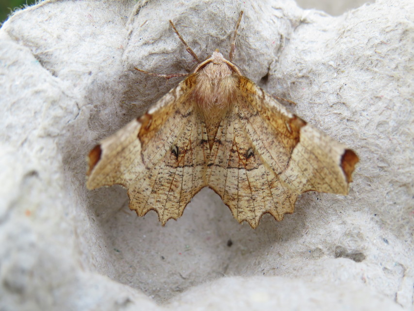 Selenia lunularia - egyfoltos holdasaraszoló