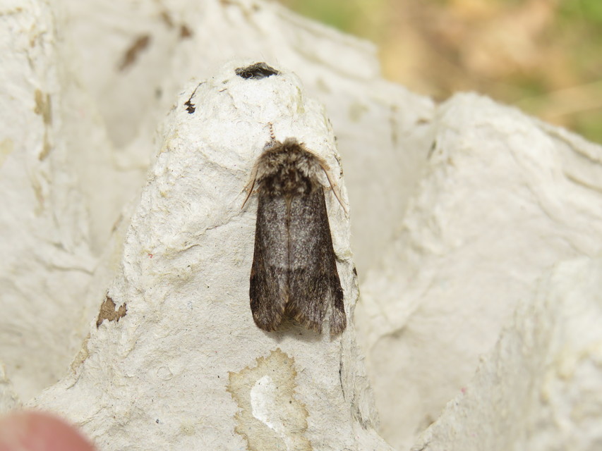 Drymonia dodonea - bélyeges púposszövő