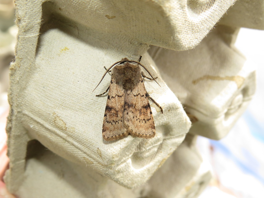 Agrotis cinerea - szürkés földibagoly