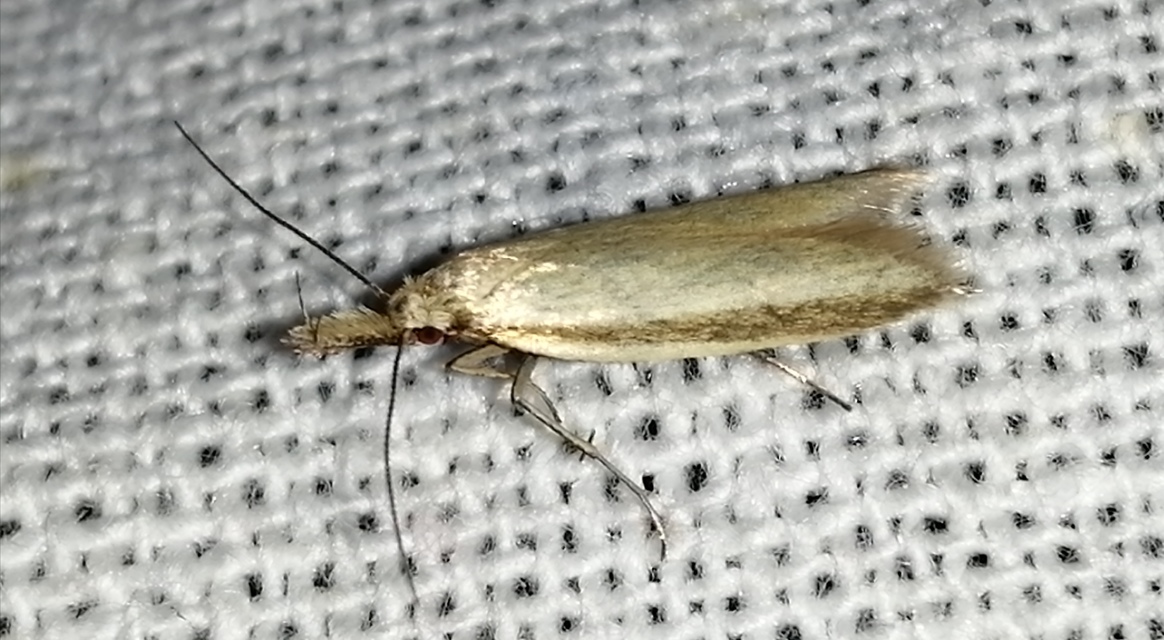 Pleurota