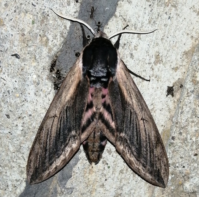 Sphinx ligustri - fagyalszender