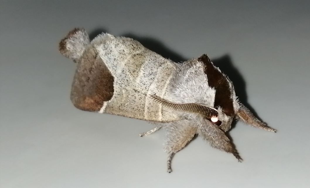 Clostera curtula - rövidszárnyú levélszövő