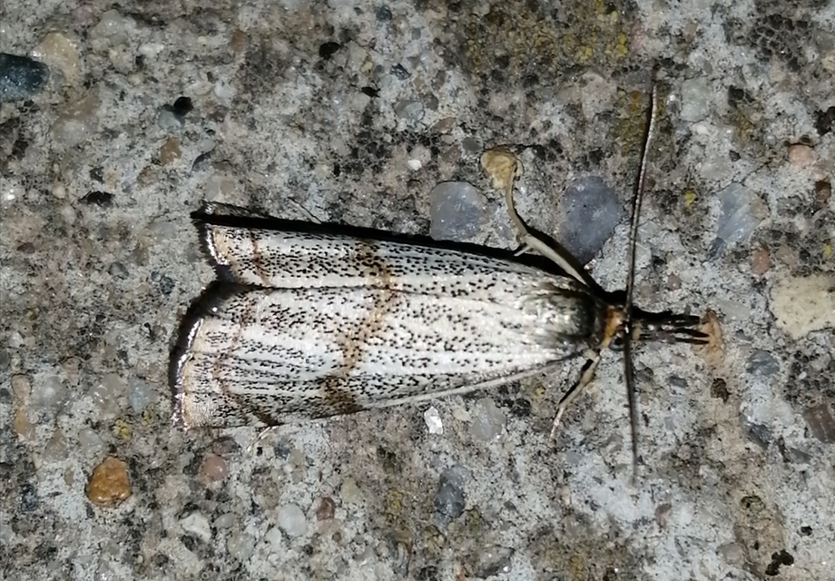 Thisanotia chrysonuchella - tavaszi fűgyökérmoly