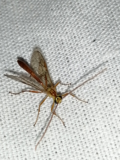 Ophion minutus