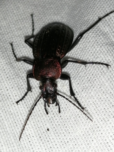 Carabus cancellatus - ragyás futrinka