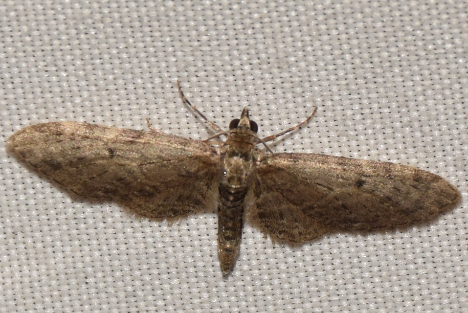 Eupithecia virgaureata - aranyvessző-törpearaszoló