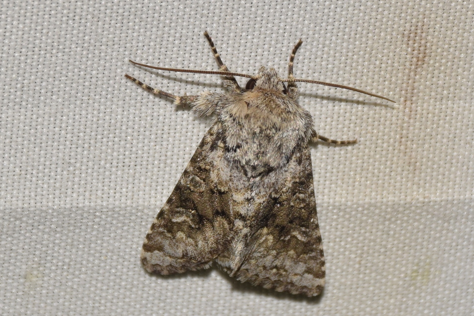 Hecatera bicolorata - világos kertibagoly