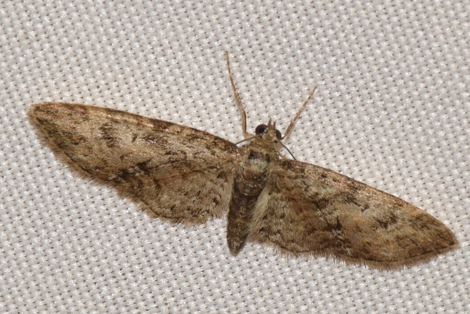 Eupithecia abbreviata - korai törpearaszoló