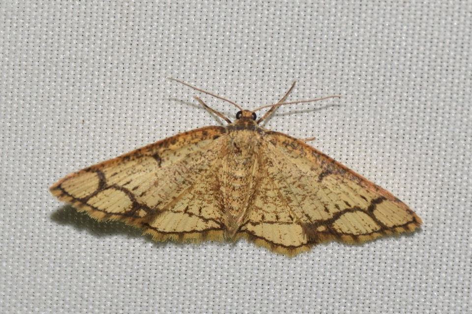 Stegania cararia - gyűrűs nyáraraszoló