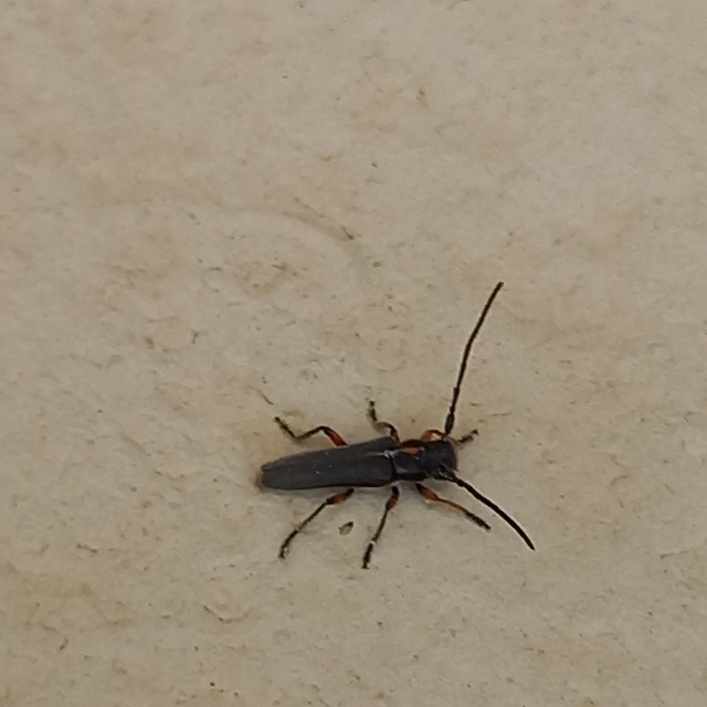 Phytoecia pustulata - parányi fűcincér