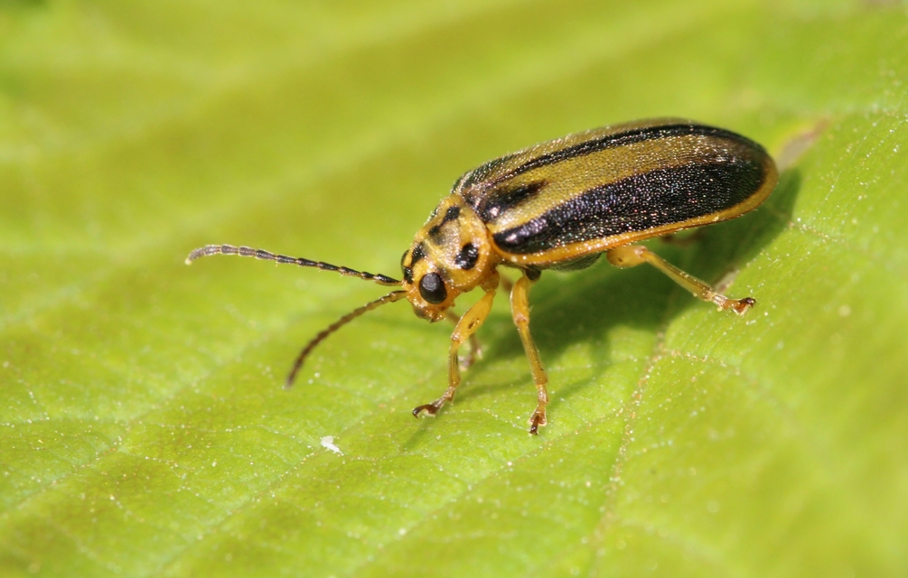 Xanthogalerucella luteola - szilfa-olajosbogár