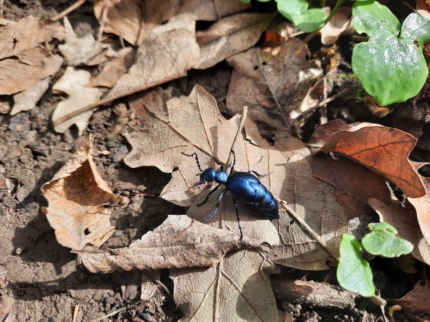 Meloe violaceus - kék nünüke