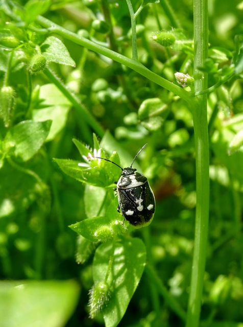 Eurydema oleracea - paréjpoloska Eurydema oleracea - paréjpoloska