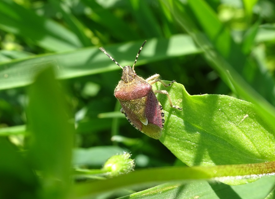 Dolycoris baccarum - közönséges bogyómászó-poloska Dolycoris baccarum - közönséges bogyómászó-poloska